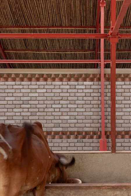 Gaughar Animal Husbandry